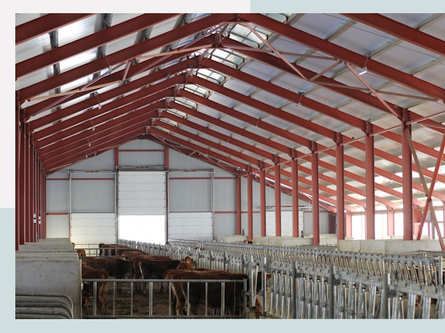 Строительство коровников в Муре