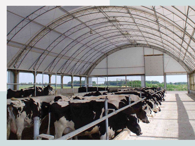 Тентовые коровники в Муре